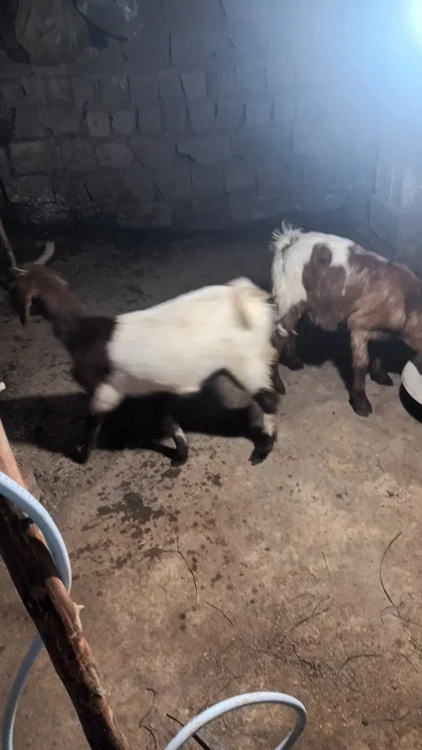 بز بزغاله پاکستانی نر پاکستانی دورگ سانان ماده|حیوانات مزرعه|دابودشت, |دیوار