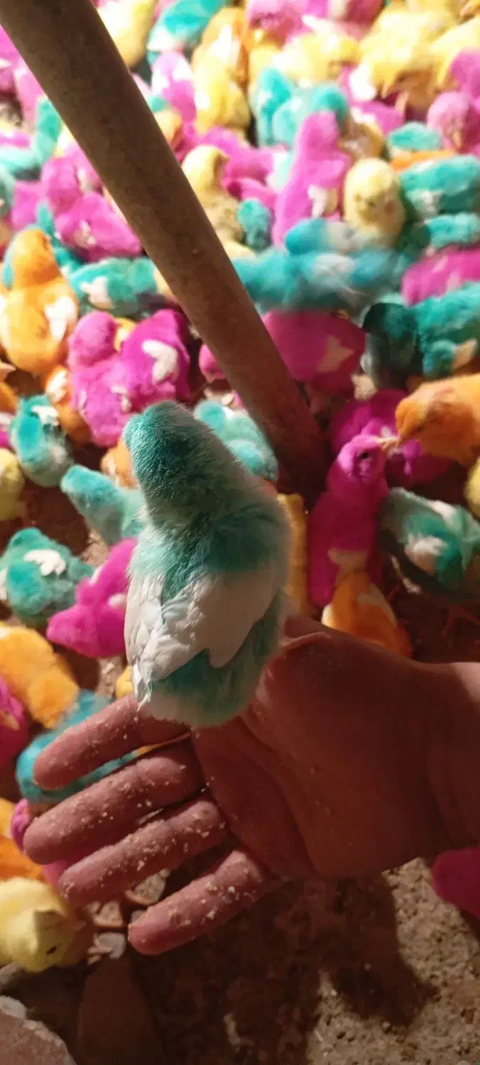 جوجه|پرنده|سیلاخور, |دیوار