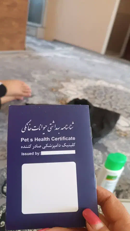 سگ شیتزو|سگ|شیراز, ماه فیروزان|دیوار