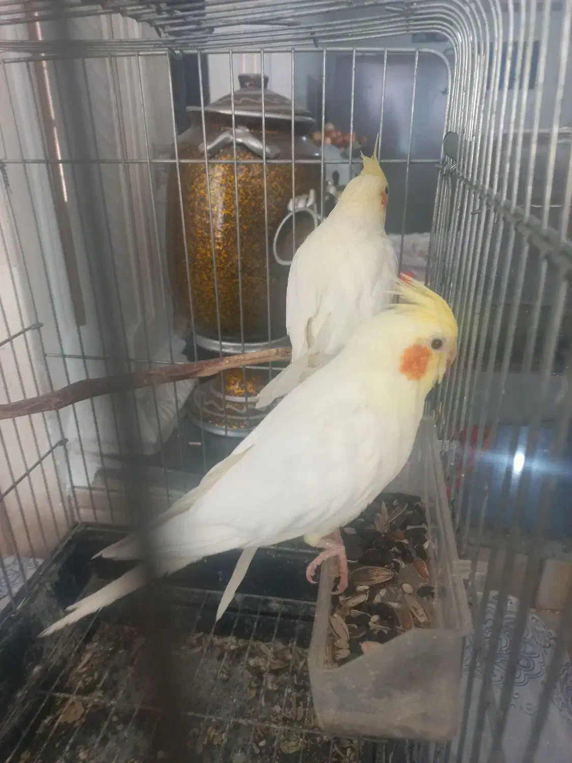 فروش یک جفت عروس هلندی|پرنده|شیراز, سایت اداری|دیوار