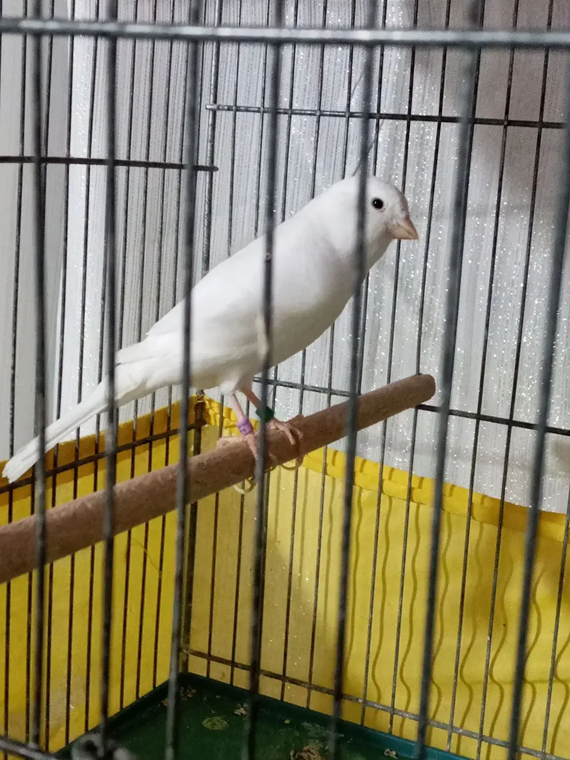 قناری.|پرنده|محمدشهر, عباس آباد|دیوار