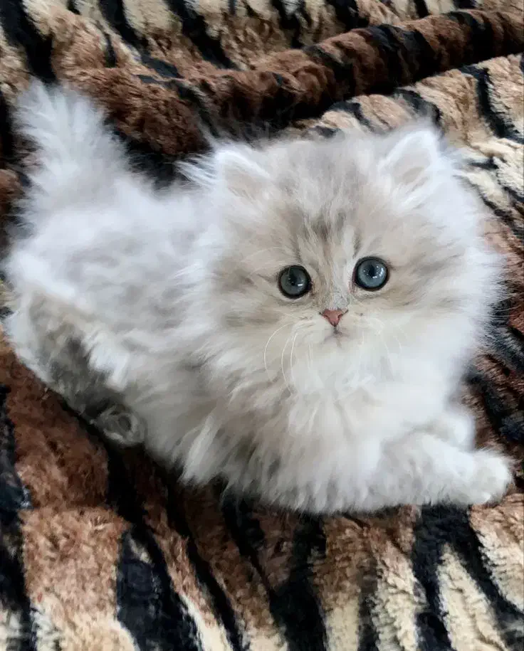 مجموعه گربه های بااصالت|گربه|اصفهان, خواجو|دیوار