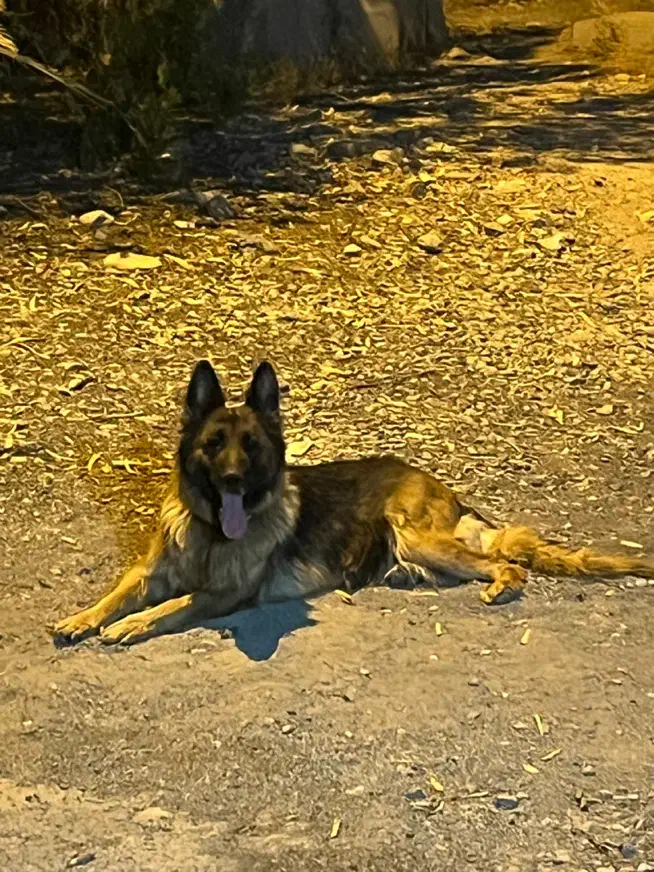 سگ ژرمن شولاین|سگ|پاکدشت, پاکدشت (مامازند)|دیوار