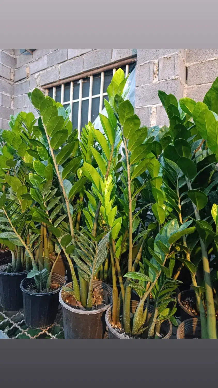 فروش گل‌های آپارتمانی قیمت توافقی|گل و گیاه طبیعی|ساری, |دیوار