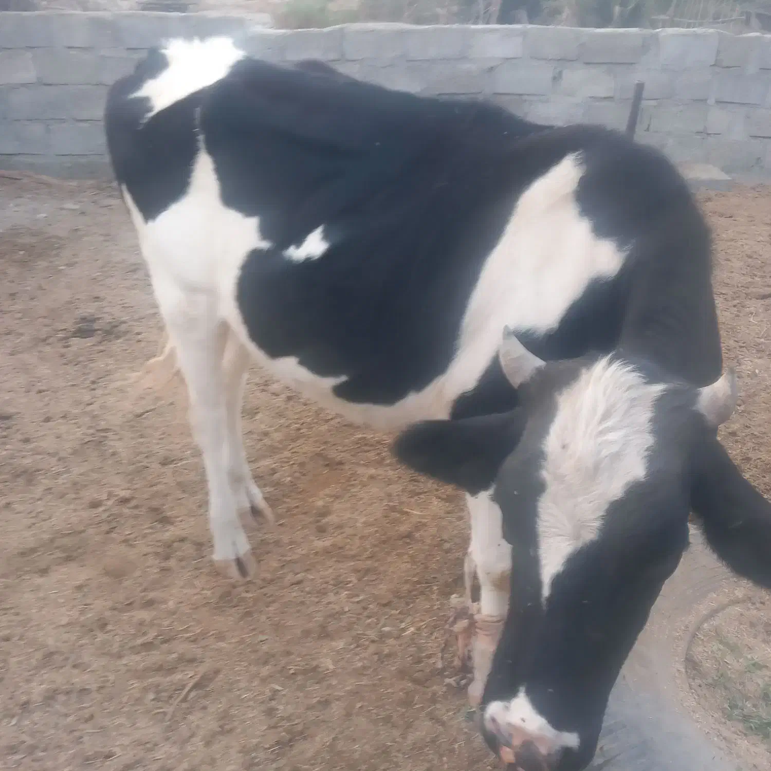 فروشی نژاد خوب|حیوانات مزرعه|رودخانه, |دیوار