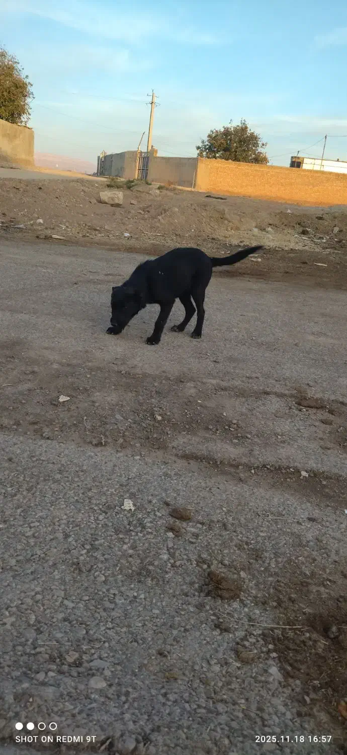 کبوتر پرشی ناب|پرنده|کوهدشت, |دیوار