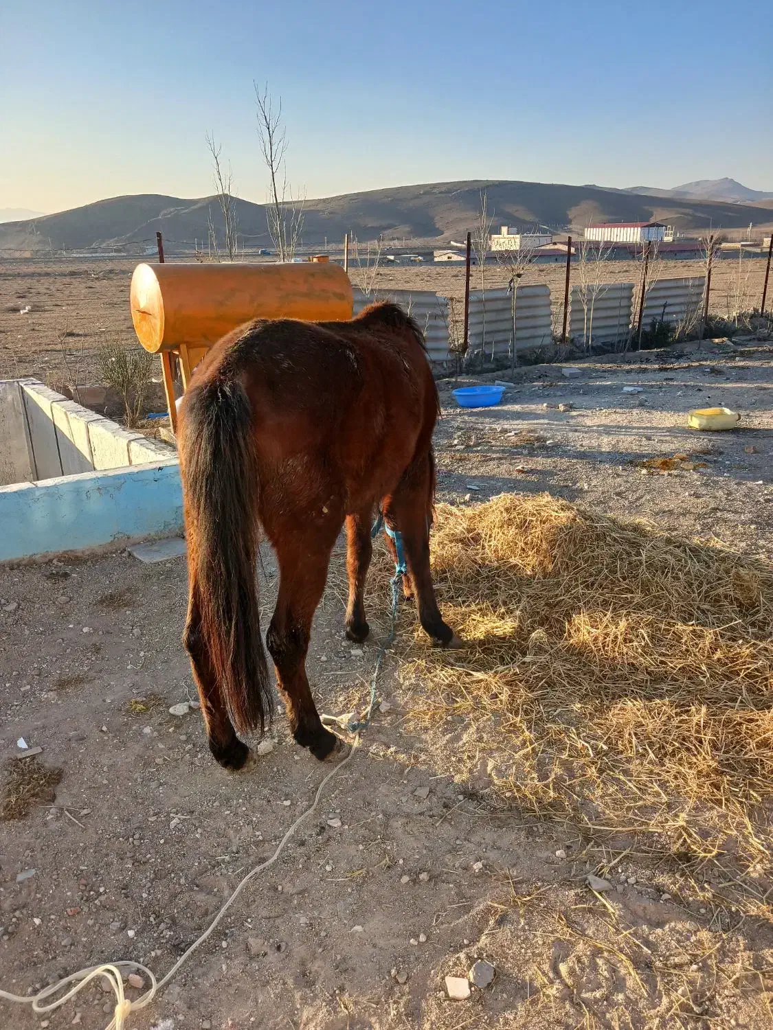 اسب مادیان سه ساله کرد ارام|اسب و تجهیزات اسب‌سواری|اردبیل, |دیوار