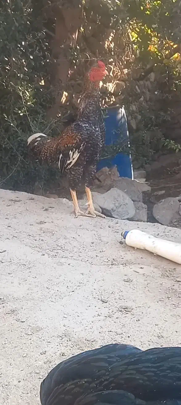 خروس و مرغ لاری|حیوانات مزرعه|طارم, |دیوار