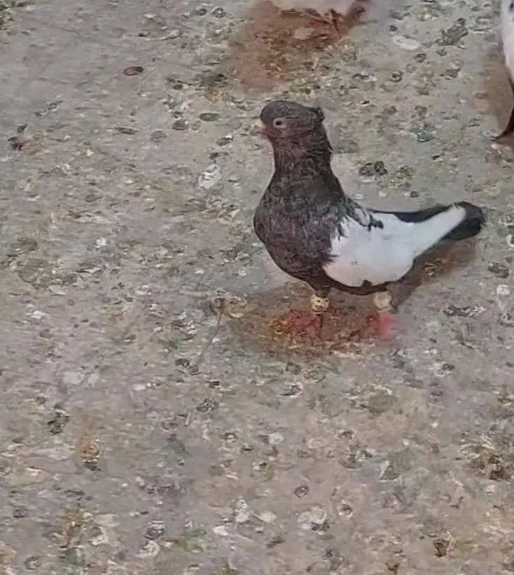 کبوتر(کفتر)بهبهانی|پرنده|مرودشت, شهرک مهدیه|دیوار