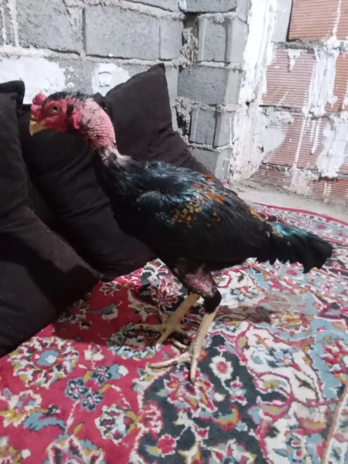 خروس لاری درجه یک و عالی جنس ناب|حیوانات مزرعه|طبقده, |دیوار