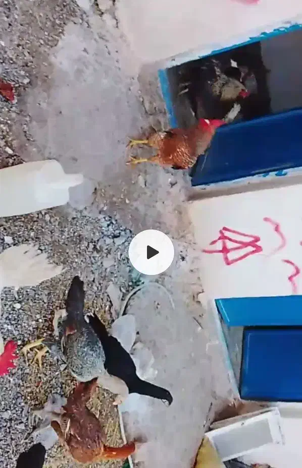 مرغ لاری و خروس فروشی|حیوانات مزرعه|تربت جام, شاهد|دیوار