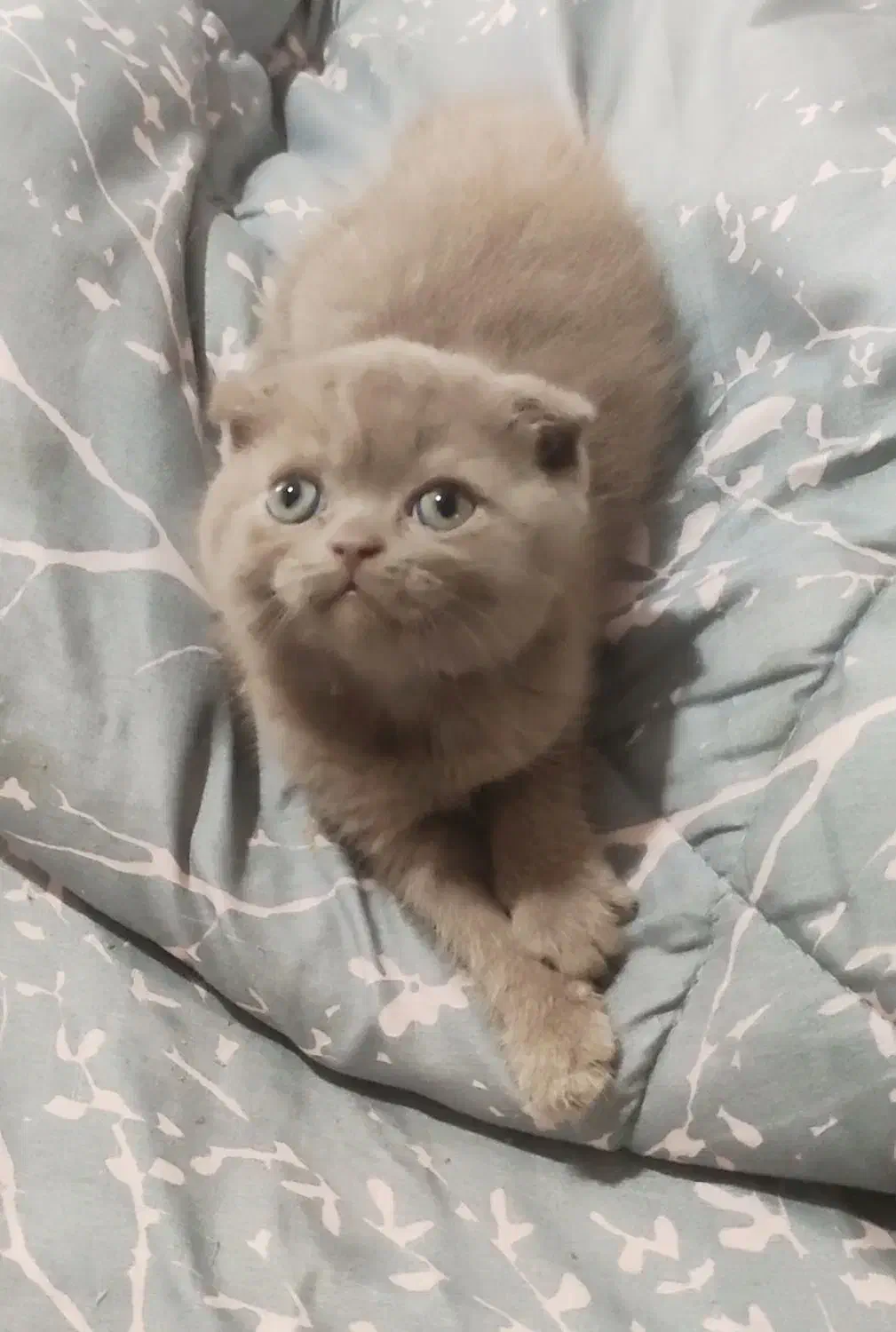 گربه اسکاتیش|گربه|گرگان, |دیوار