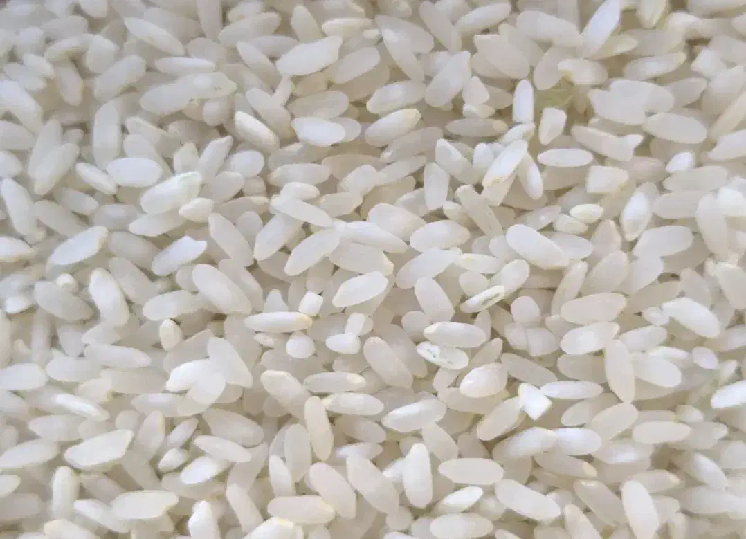 برنج کامفیروزی خانیمن فقط ۲۴۰ هزار تومان بشرط|خوردنی و آشامیدنی|کامفیروز, |دیوار