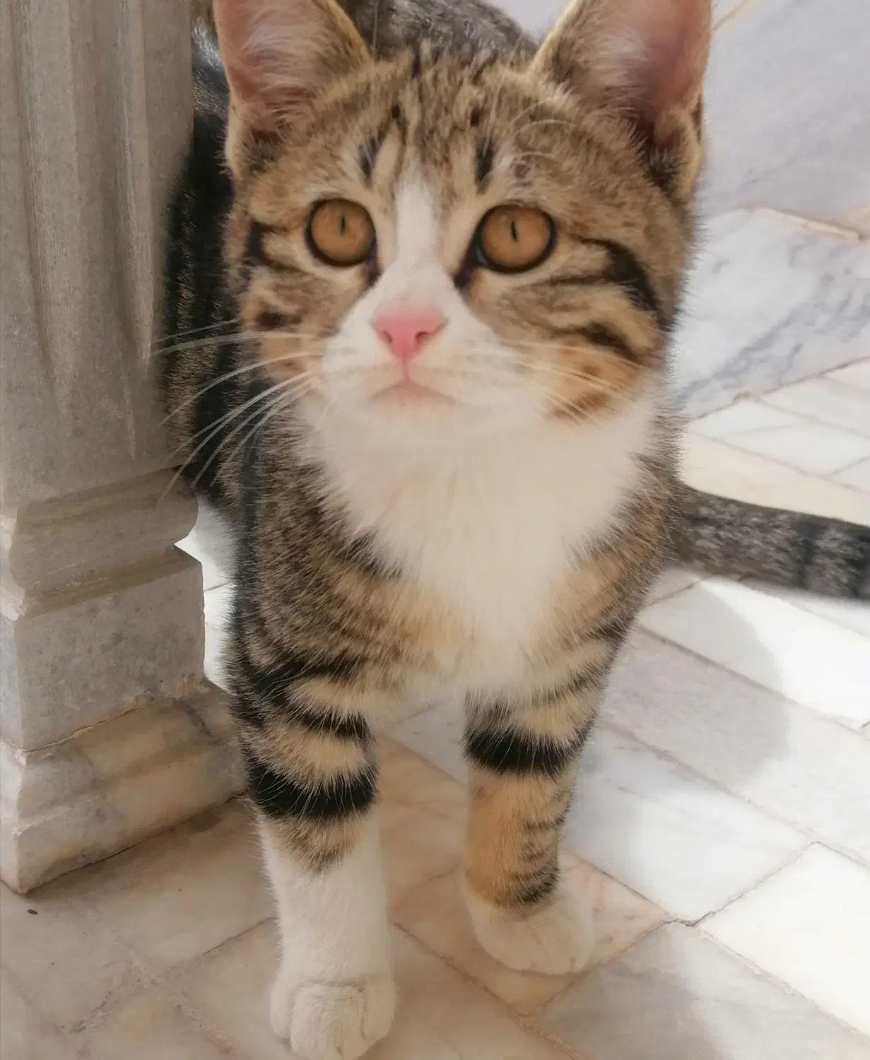 واگذاری گربه|گربه|حمیدیا, |دیوار