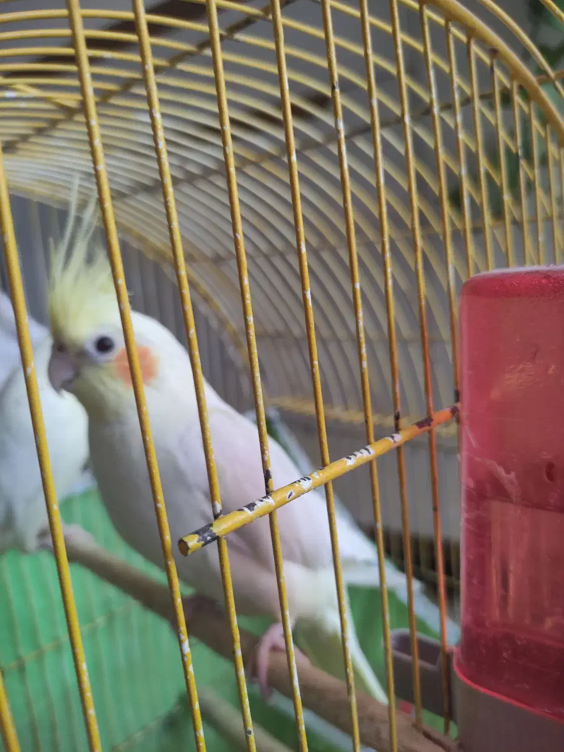 عروس هلندی|پرنده|امیدیه, |دیوار