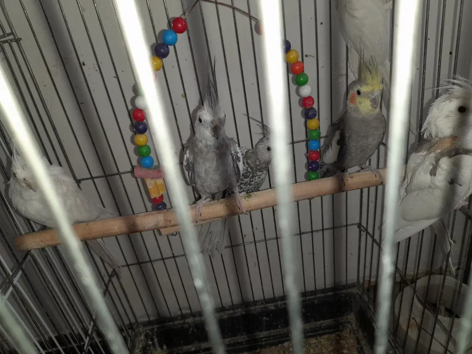 عروس هلندی|پرنده|یزد, |دیوار