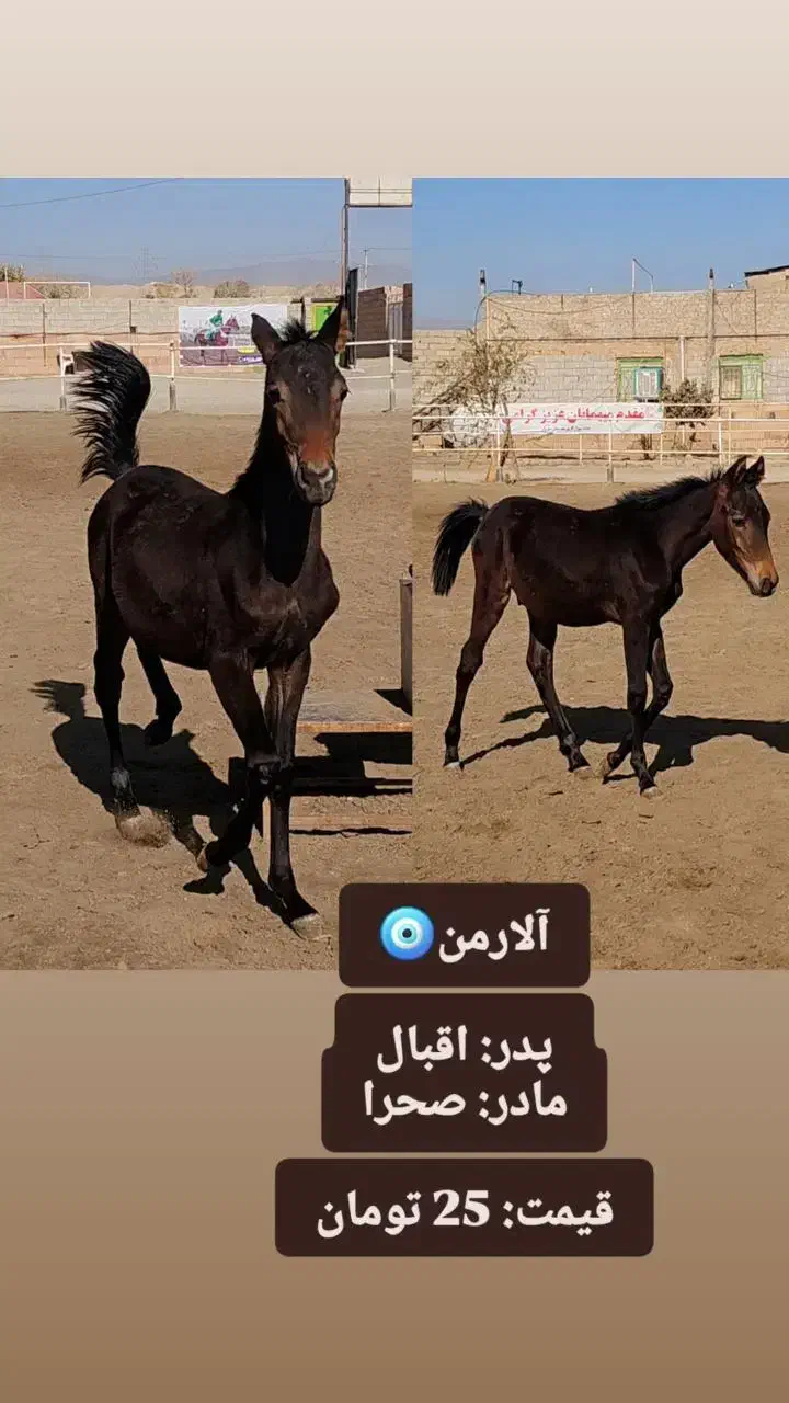 اسب|اسب و تجهیزات اسب‌سواری|سبزوار, قصبه غربی|دیوار