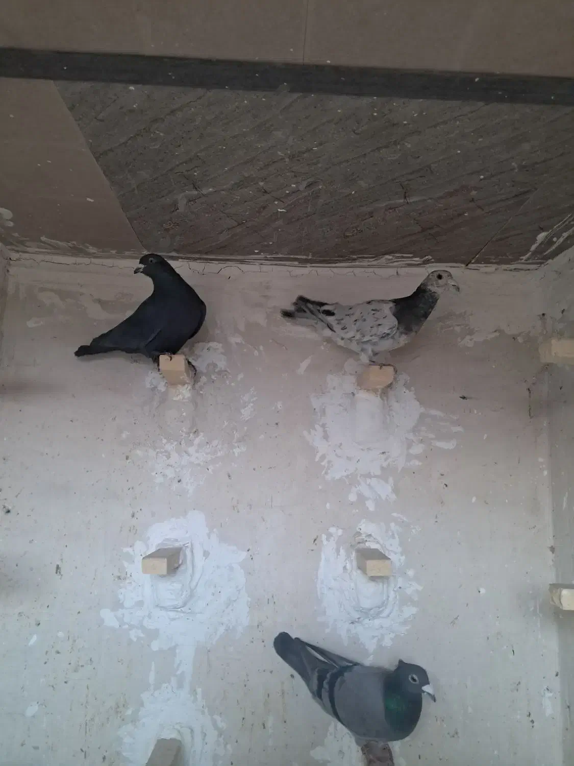 کفتر سرور|پرنده|شیراز, کوشک میدان|دیوار