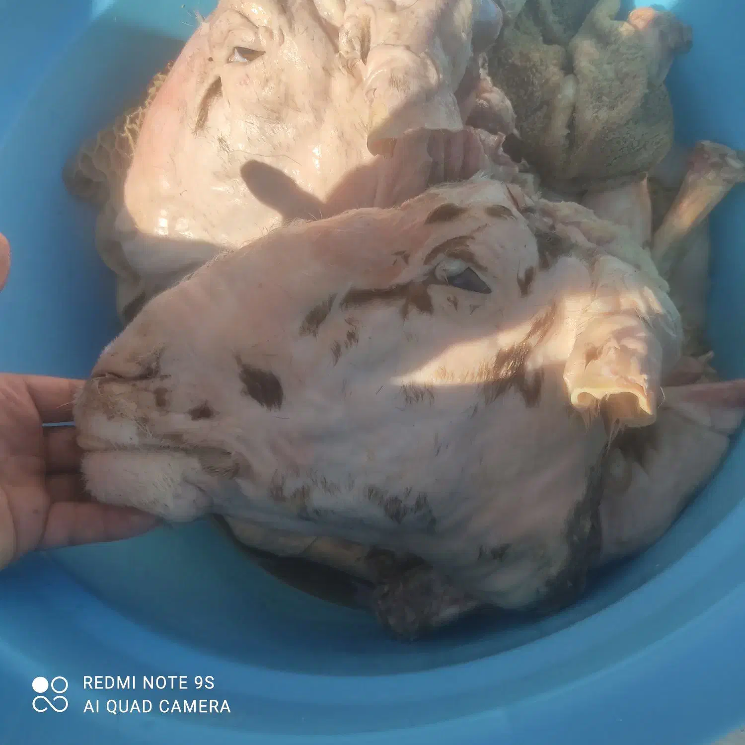 کله پاچه سیرابی پاک شده کیلوی ۴۰۰هزار|خوردنی و آشامیدنی|فردیس, شهرک ارم|دیوار