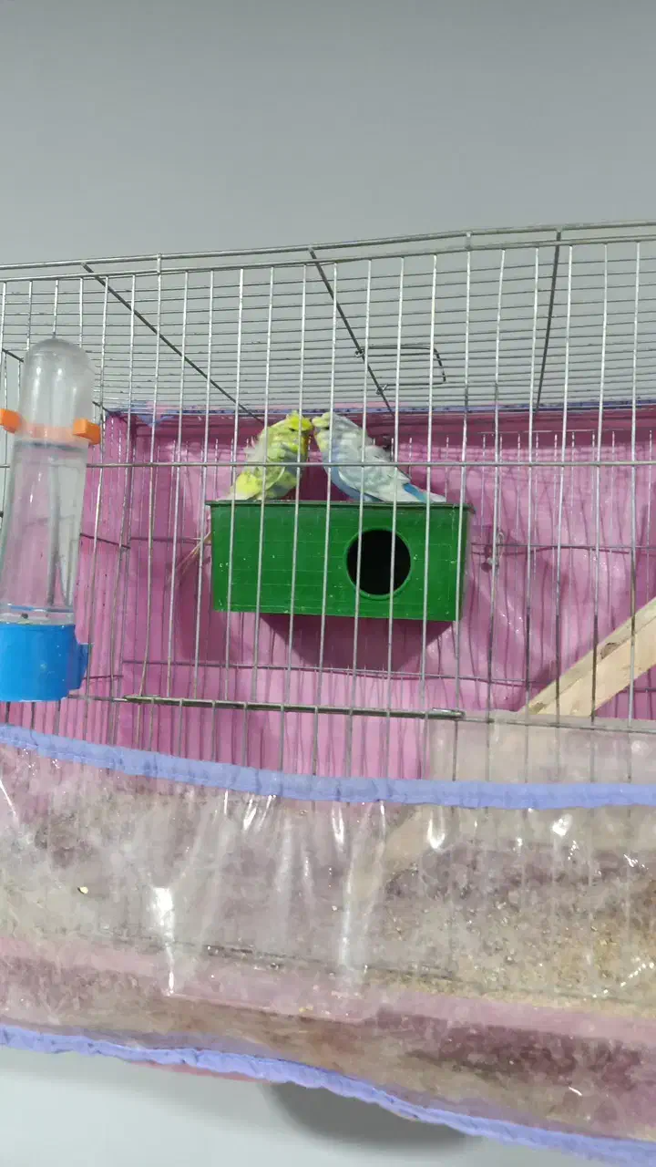 مرغ عشق پروانه ای|پرنده|فهرج, |دیوار