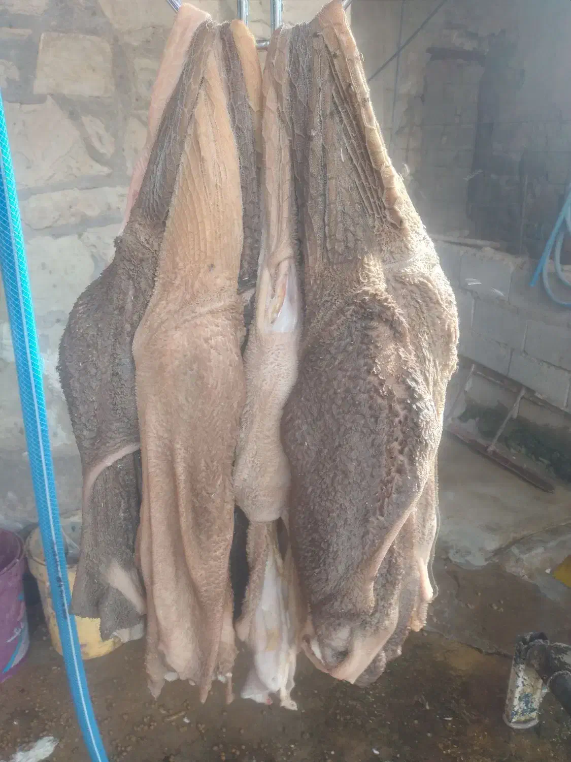 جگر و کله پاچه وچرب روده تازه|خوردنی و آشامیدنی|مسجد سلیمان, |دیوار