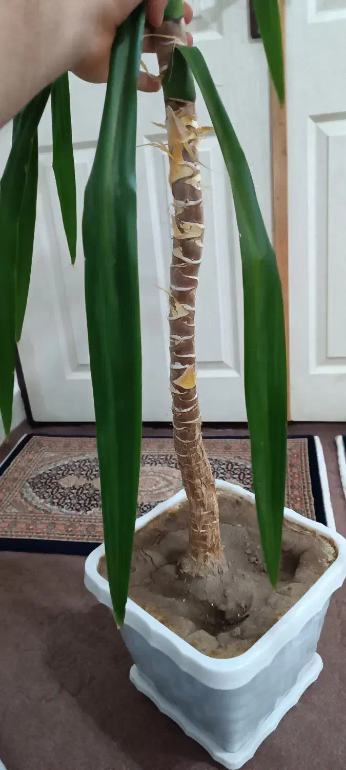 گل خرمایی|گل و گیاه طبیعی|مشگین شهر, |دیوار