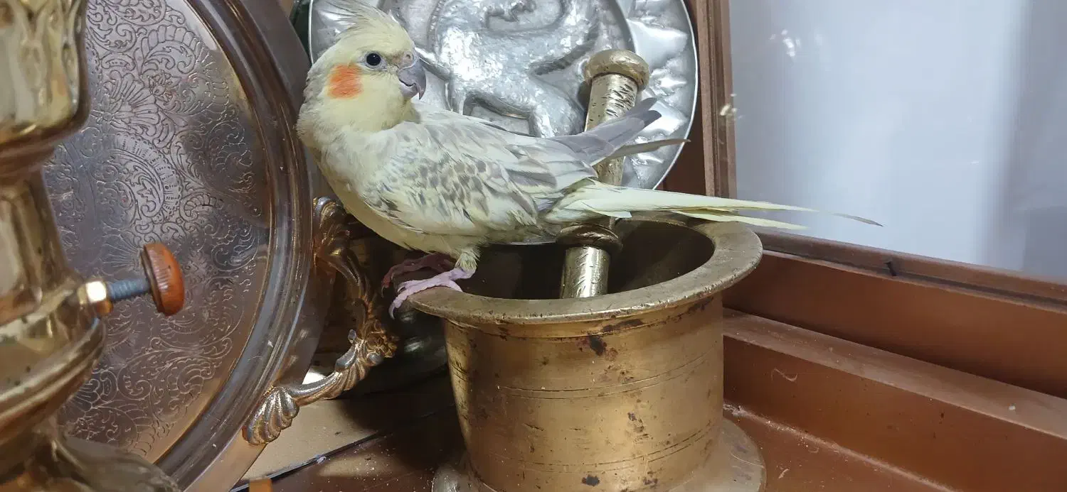 عروس هلندی ماده|پرنده|سیلاخور, |دیوار