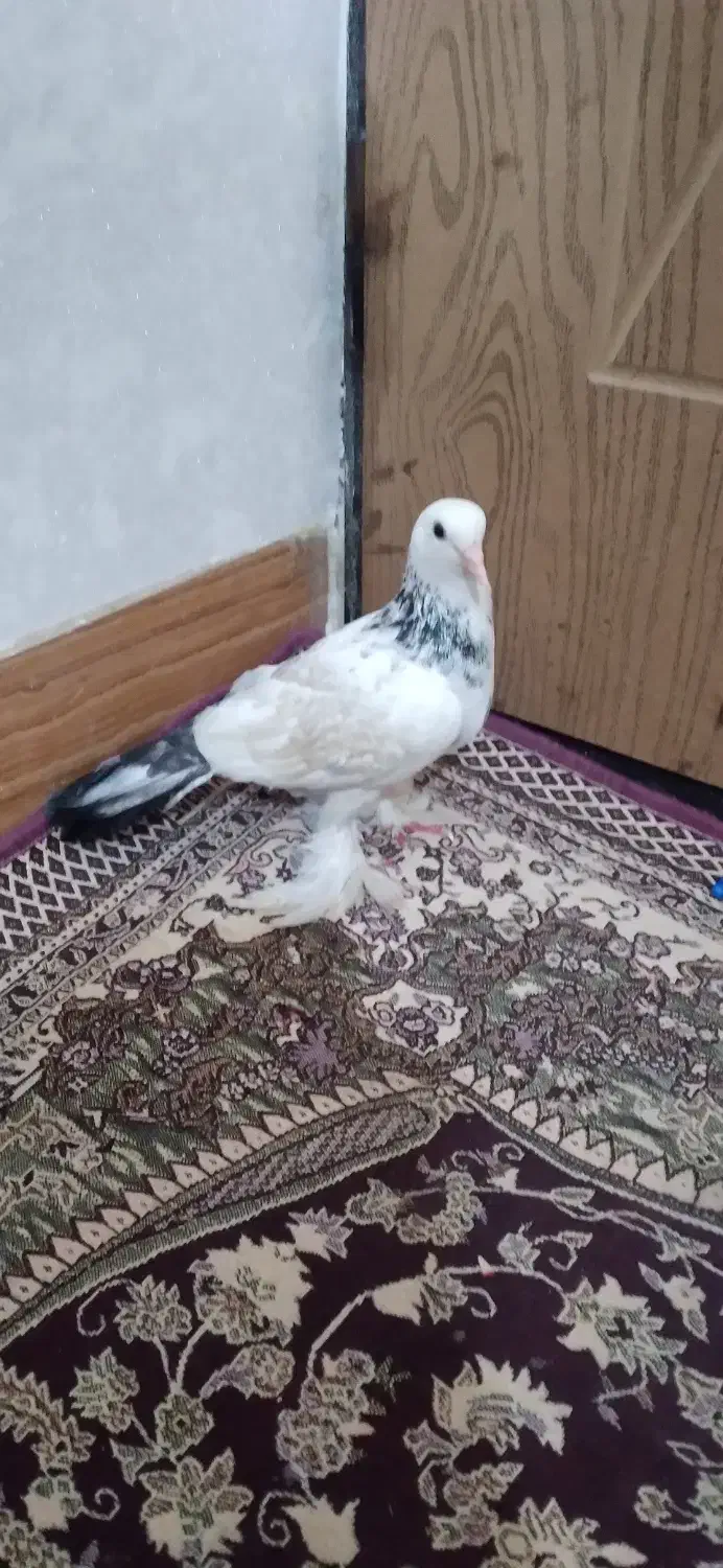 قره کویروخ|پرنده|مرند, |دیوار