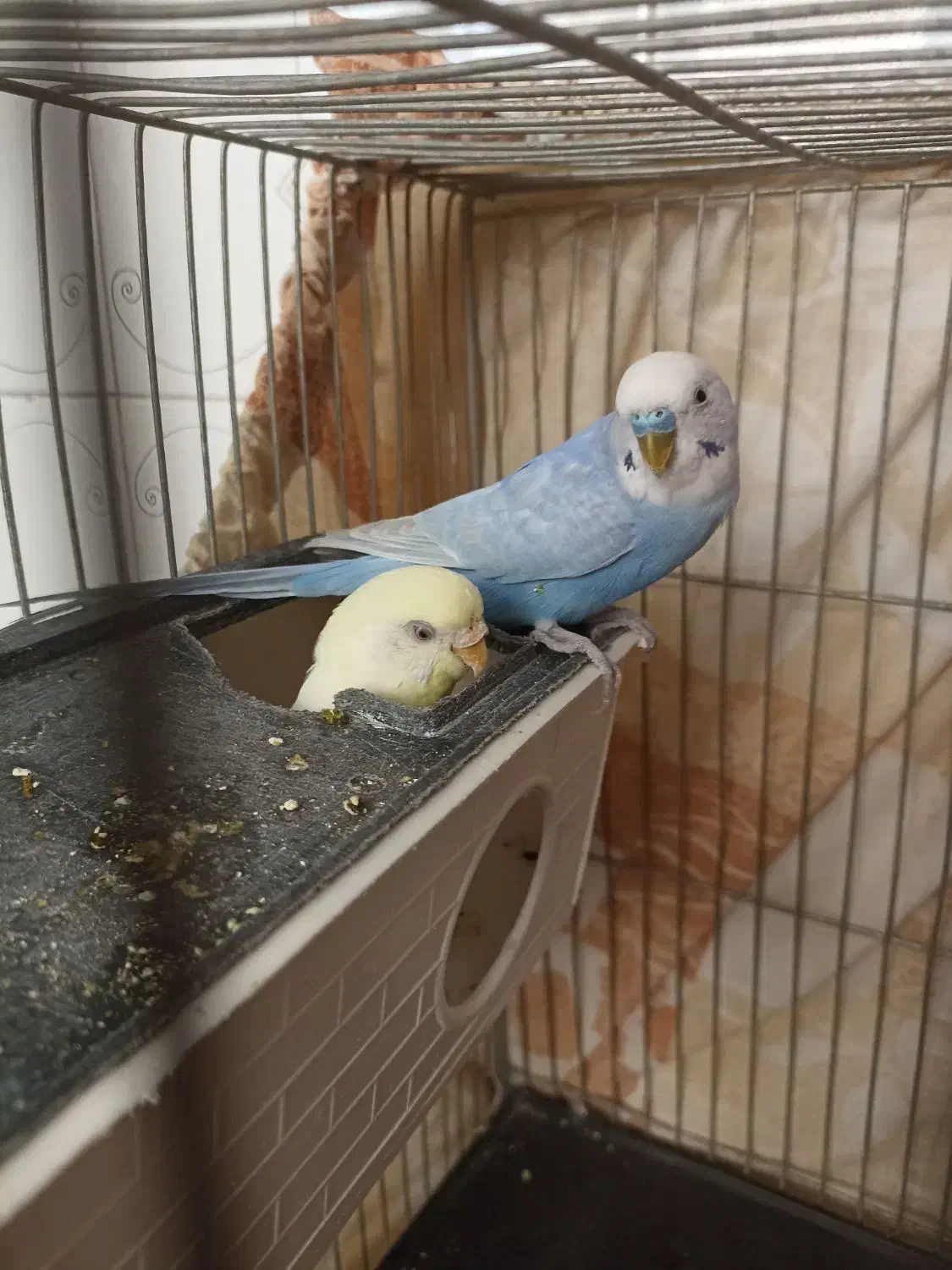 یک جفت مرغ عشق مولد معاوضه عروس ماده|پرنده|ملارد, |دیوار