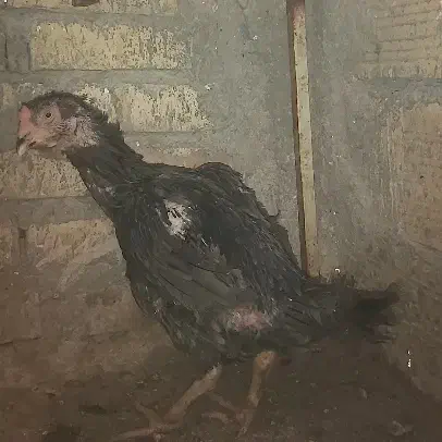 مرغ لاری|حیوانات مزرعه|سلامی, |دیوار