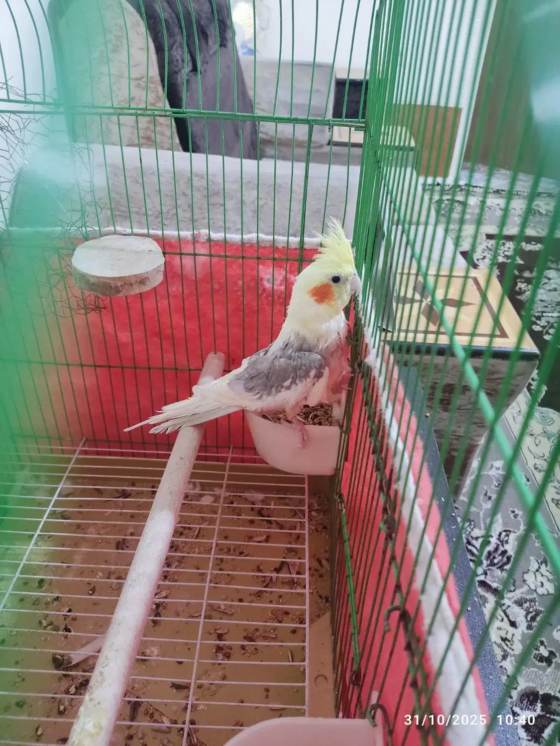 یک جفت عروس هلندی سالم و سر حال|پرنده|شیراز, ریاستی|دیوار