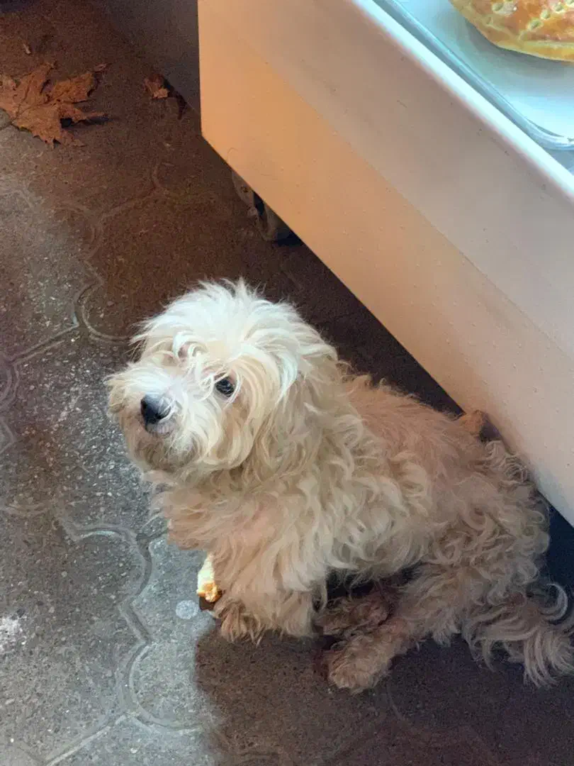 سگ پیداشده|حیوانات|بندر انزلی, آذربایجان|دیوار