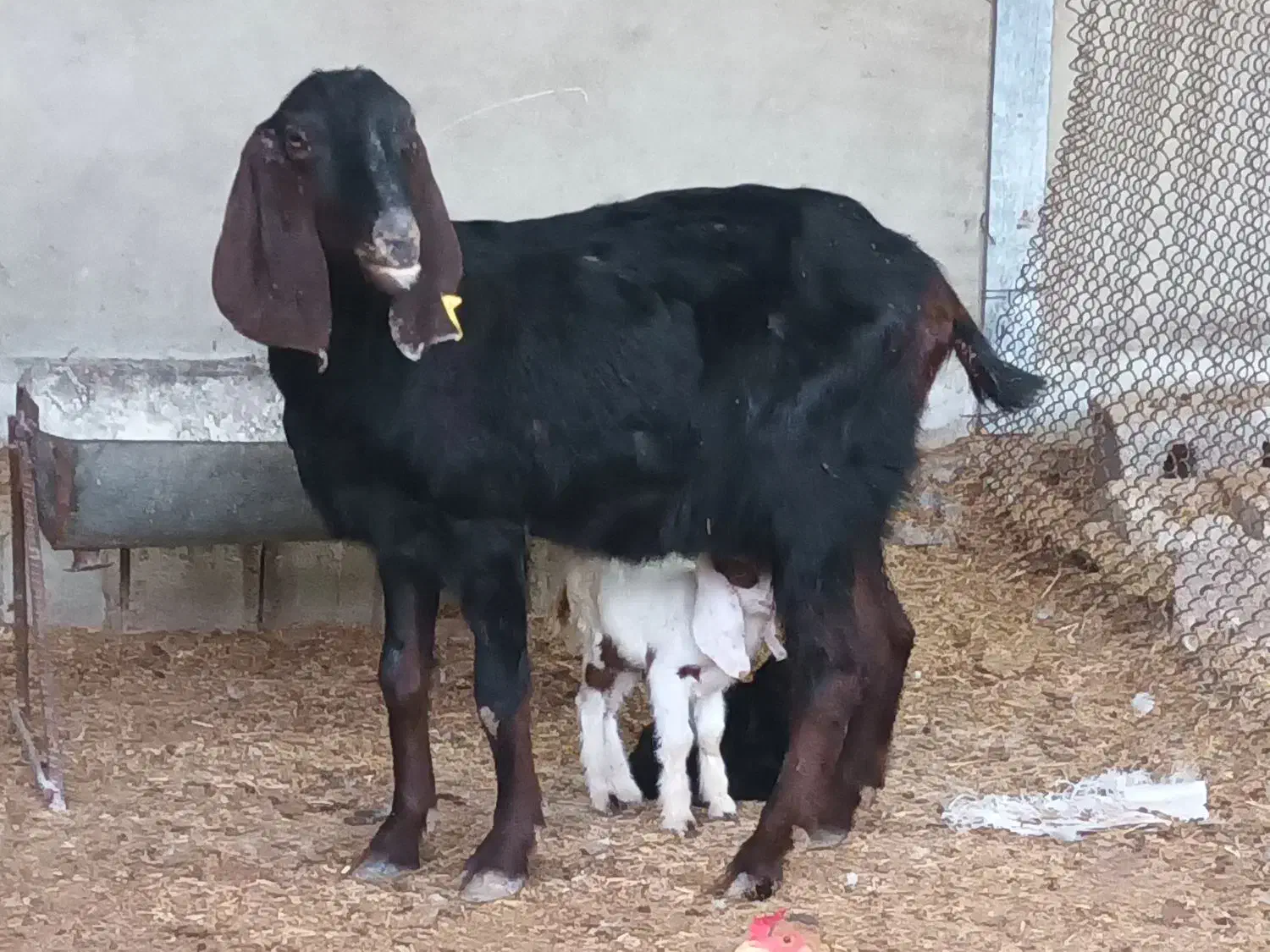 بز مطفل|حیوانات مزرعه|بندر ماهشهر, |دیوار