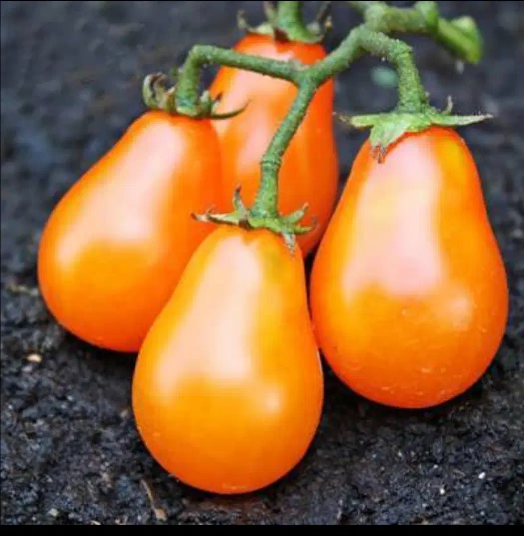 فروش نشا گوجه فلفل بادمجان کدو خیار پر محصول خارجی|خدمات باغبانی و درختکاری|تهران, سوهانک|دیوار