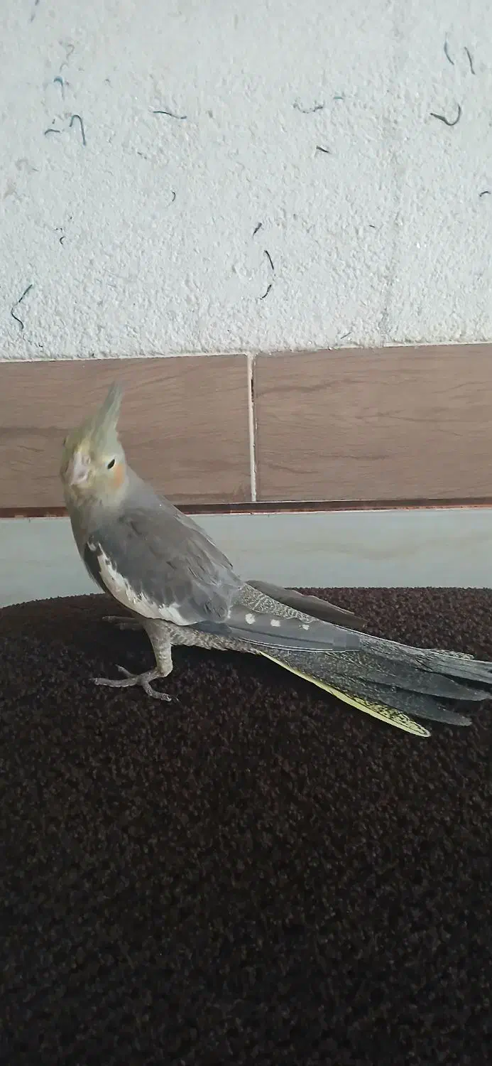 عروس هلندی|پرنده|شیراز, منطقه هوایی شهید دوران|دیوار