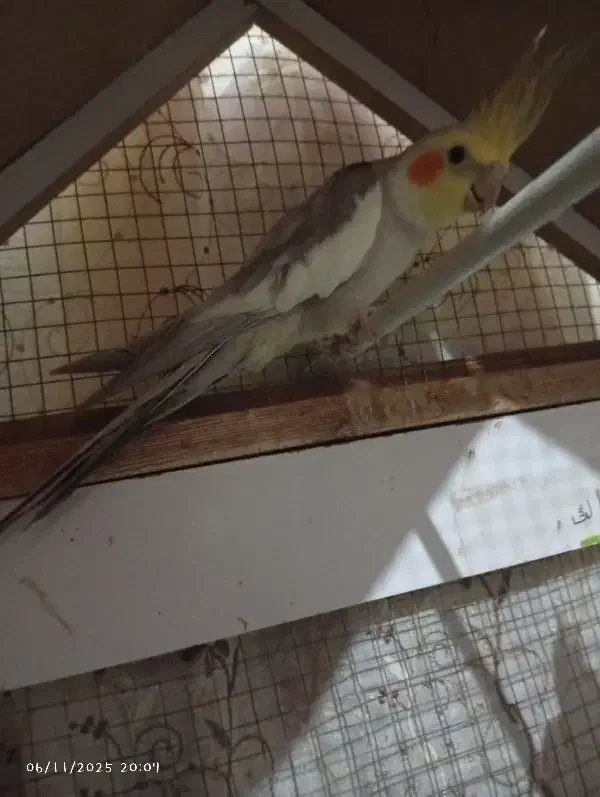 طوطی|پرنده|بم, |دیوار