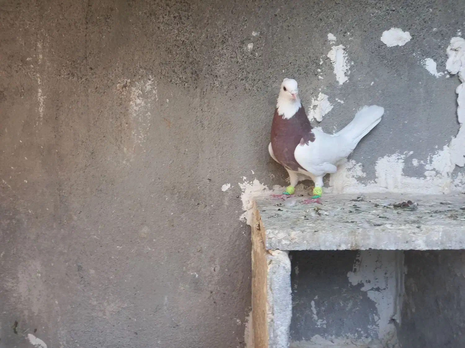 طوقی سرخ نر|پرنده|سبزوار, دانشگاه آزاد|دیوار