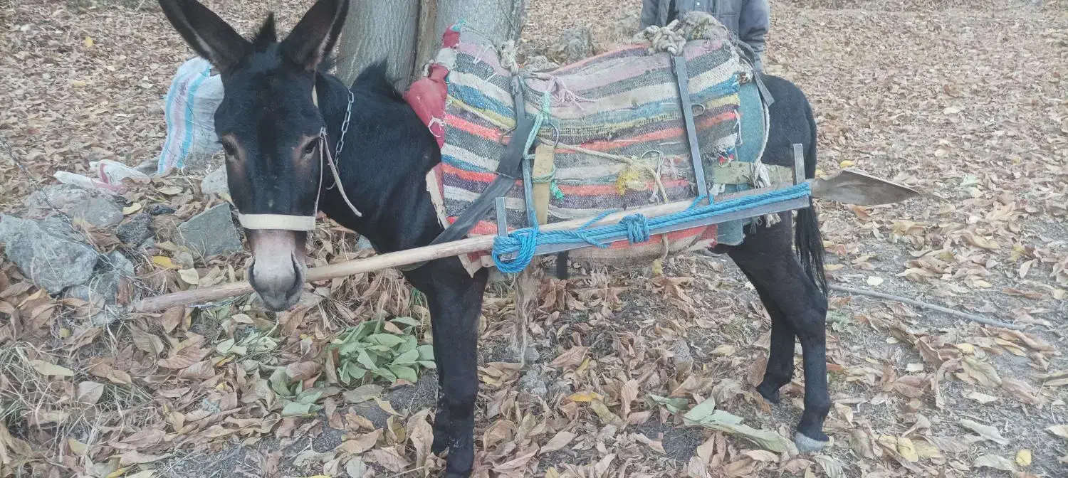 خر نر . الاغ جوان . قاطر آرام|حیوانات مزرعه|شیروان (خراسان), |دیوار