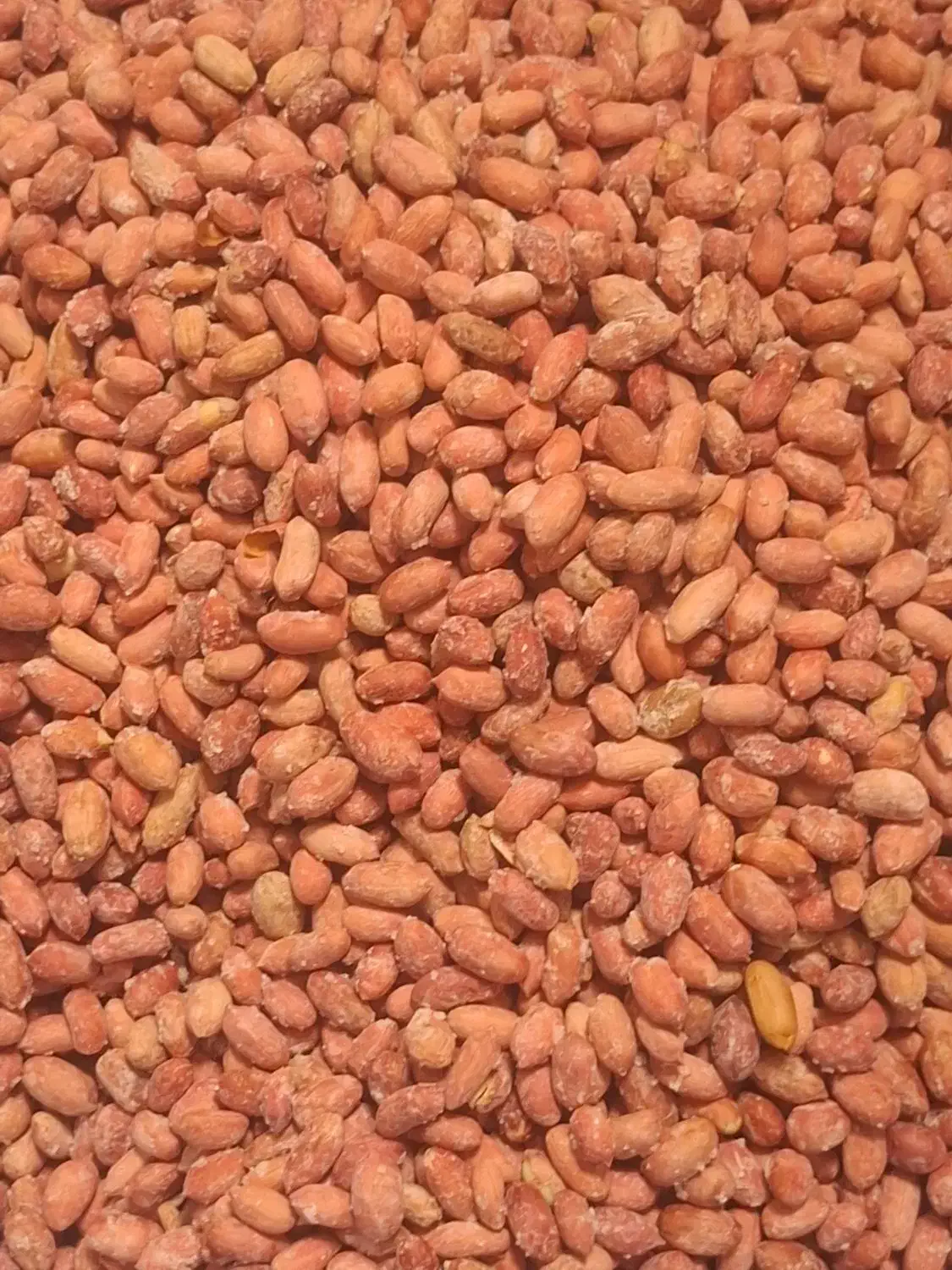 بادام زمینی ترد خوشمزه هم عمده هم خرده|خوردنی و آشامیدنی|پارسآباد, |دیوار