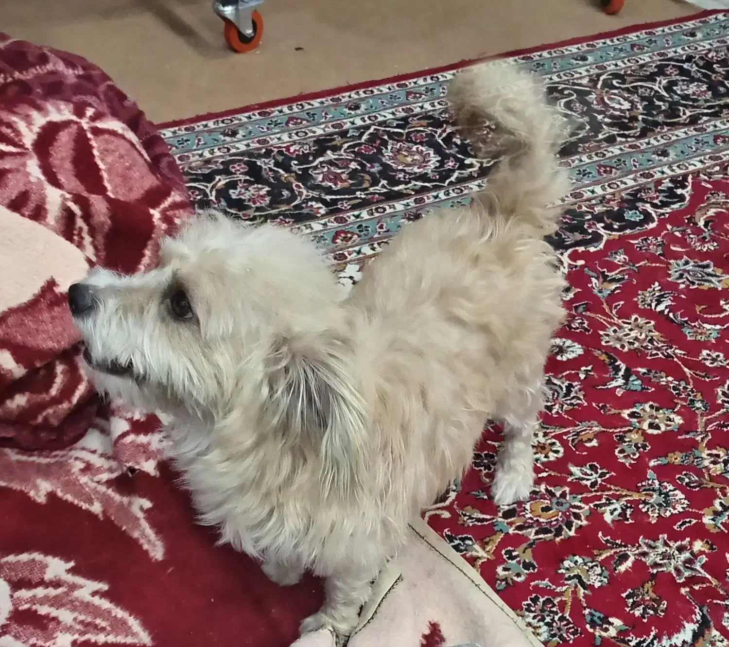 واگذاری پاپی اسپیتزماده|سگ|نجف‌آباد, بازار|دیوار