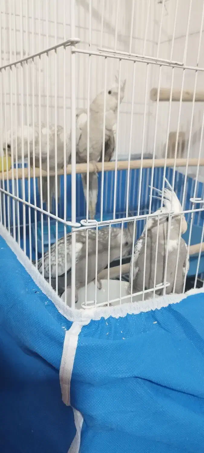 عروس هلندی لتینو|پرنده|فولادشهر, مسکن مهر فولادشهر|دیوار