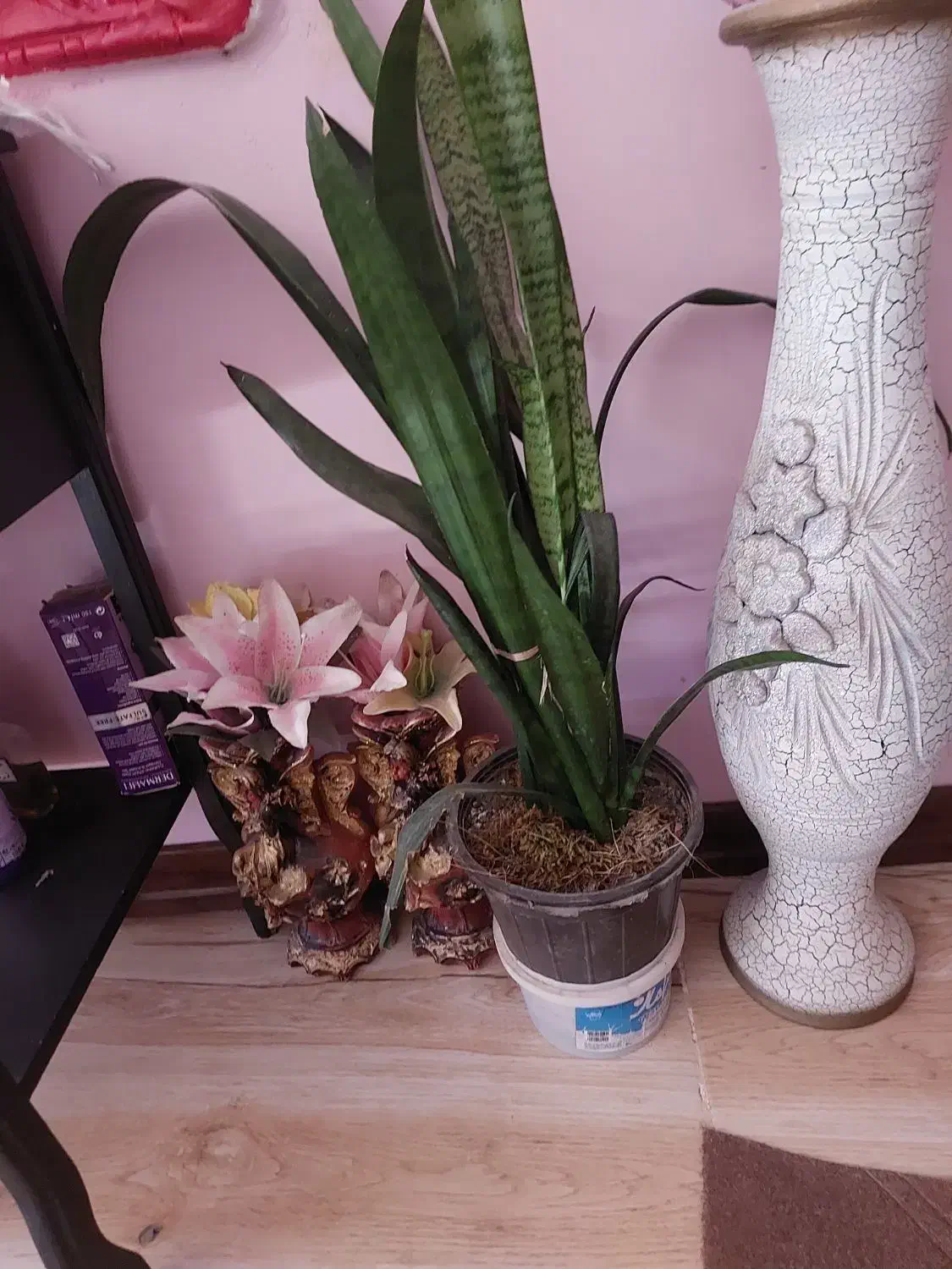 گل سانسوریا|گل و گیاه طبیعی|آستانه اشرفیه, |دیوار