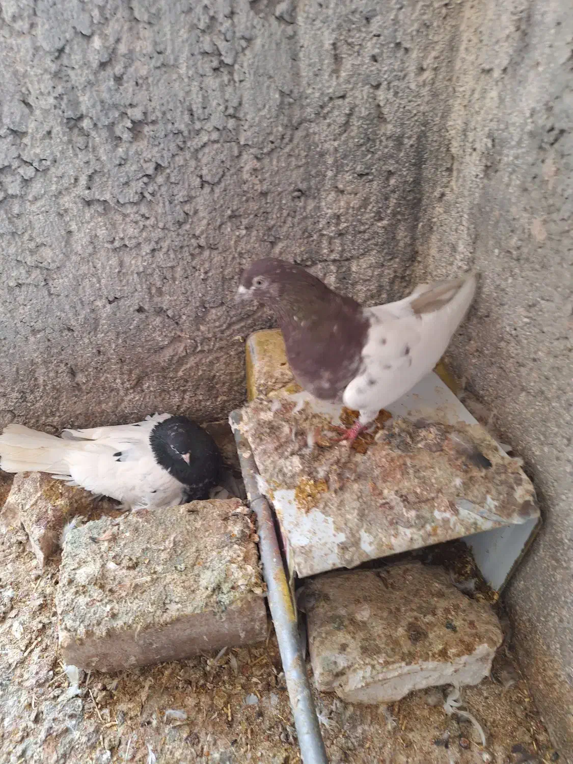 نرو ماده|پرنده|راور, |دیوار