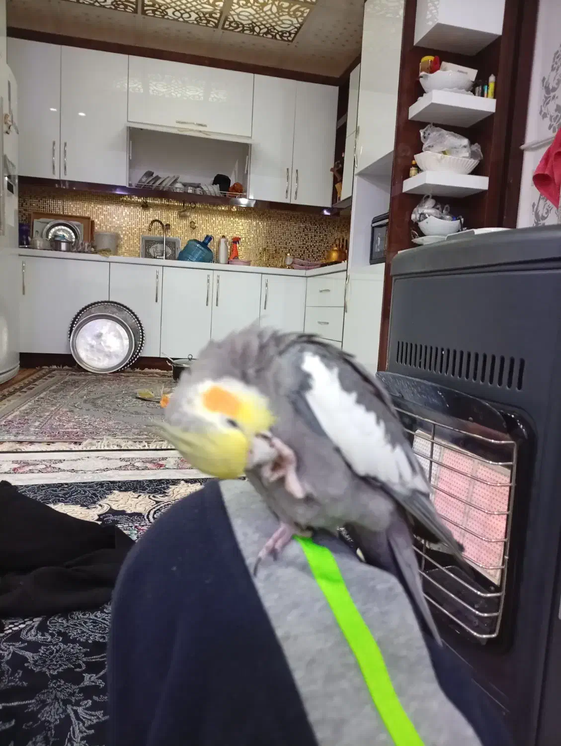 طوطی پاریس جفت|پرنده|چمران, |دیوار