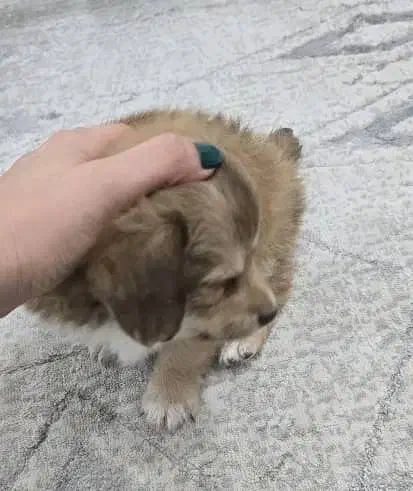 توله سگ نژاد شیتزو|سگ|بندر ماهشهر, |دیوار