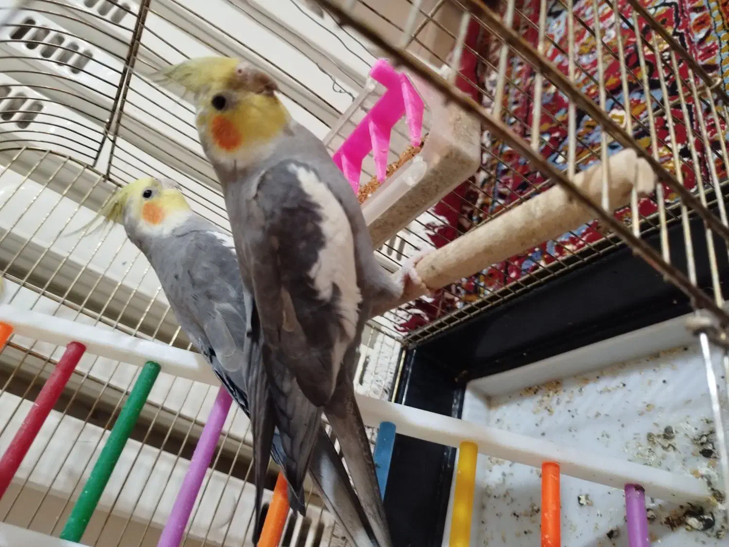 عروس هلندی|پرنده|قم, شهرک مهدیه|دیوار