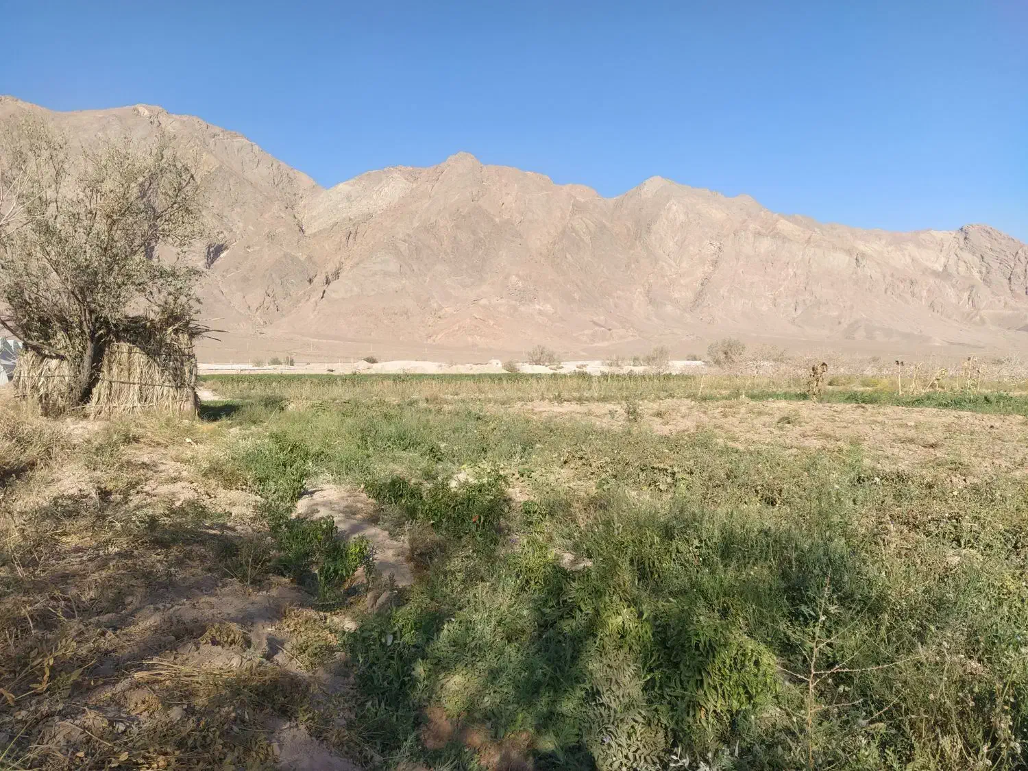 فروش زمین کشاورزی در راین روستای ده ملک|فروش زمین و ملک کلنگی|راین, |دیوار