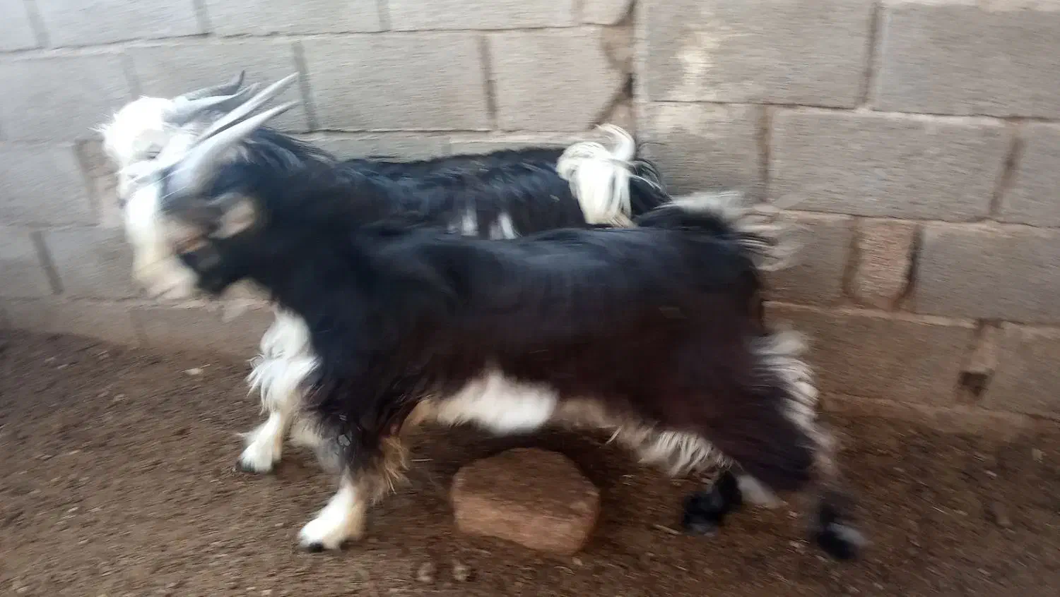 دو راس بره نردرجه یک چاق تخت|حیوانات مزرعه|داراب, |دیوار