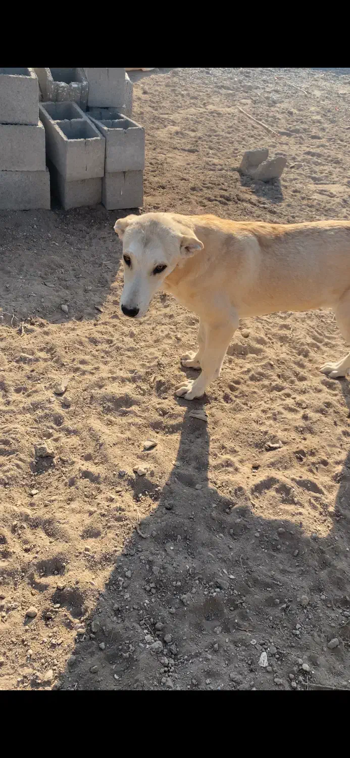 سگ سرابی ماده|سگ|صوفیان, |دیوار