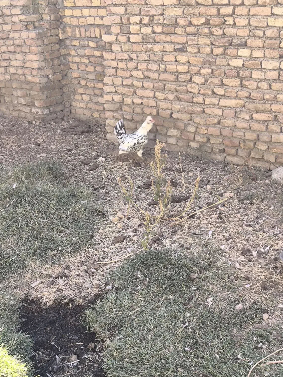 مرغ گلین|حیوانات مزرعه|چهاردولی, |دیوار